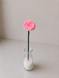 Carnation - January